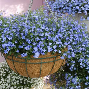 Picture - Ball Horticultural